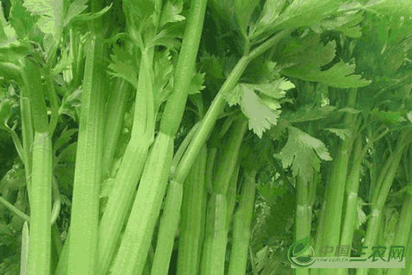 芹菜生长环境要求(芹菜适应在什么条件下生长?)